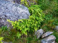 Felsblock umgeben von Farnkranz - Trollstigen